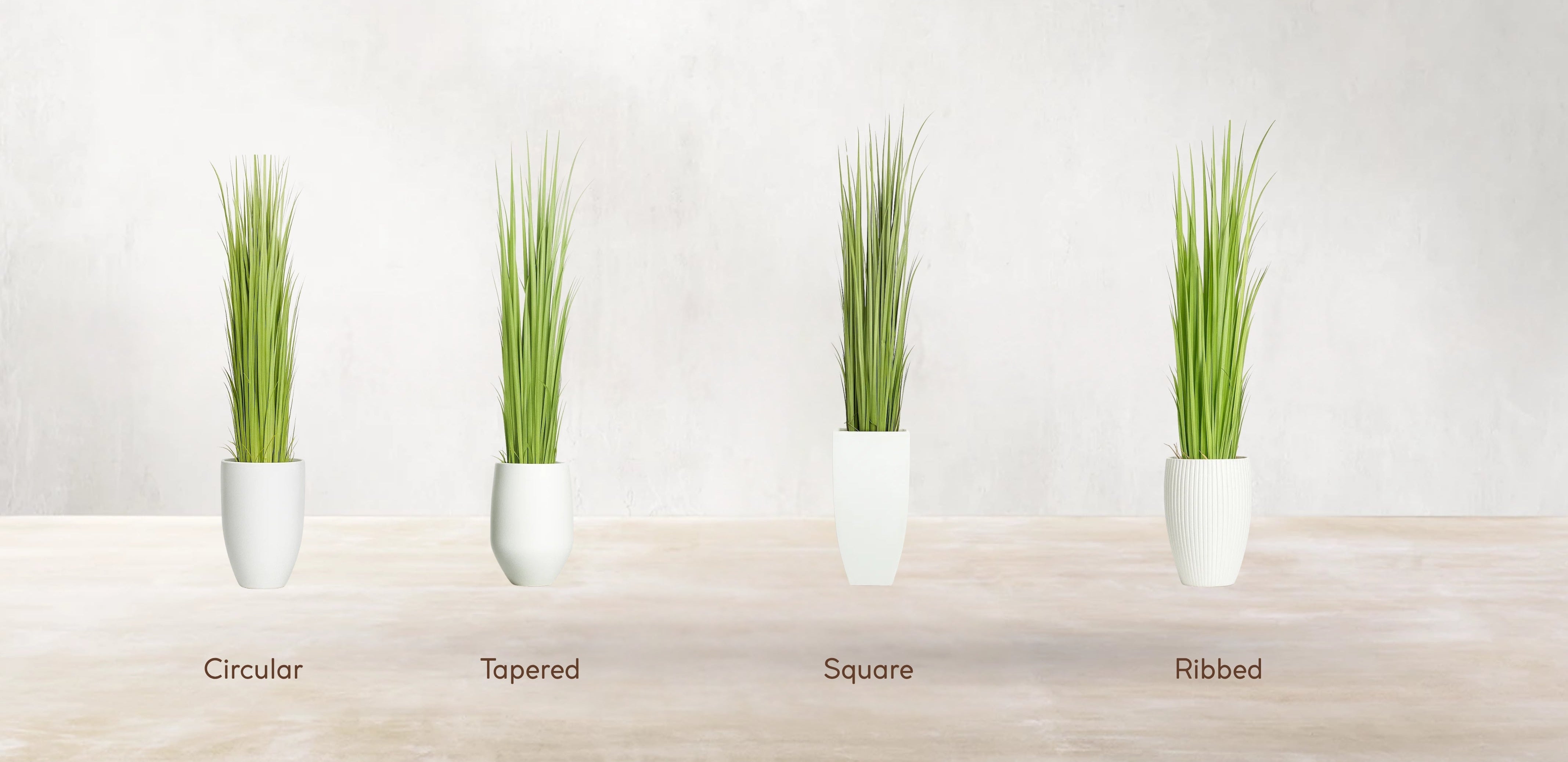 Vetiver Grass of South Asia
