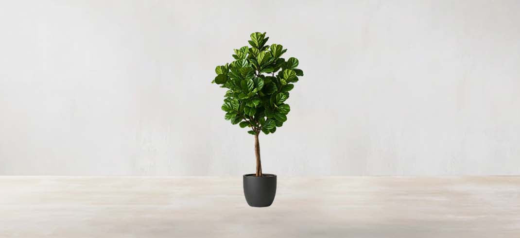West African Fiddle Fig Tree