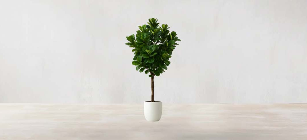 West African Fiddle Fig Tree