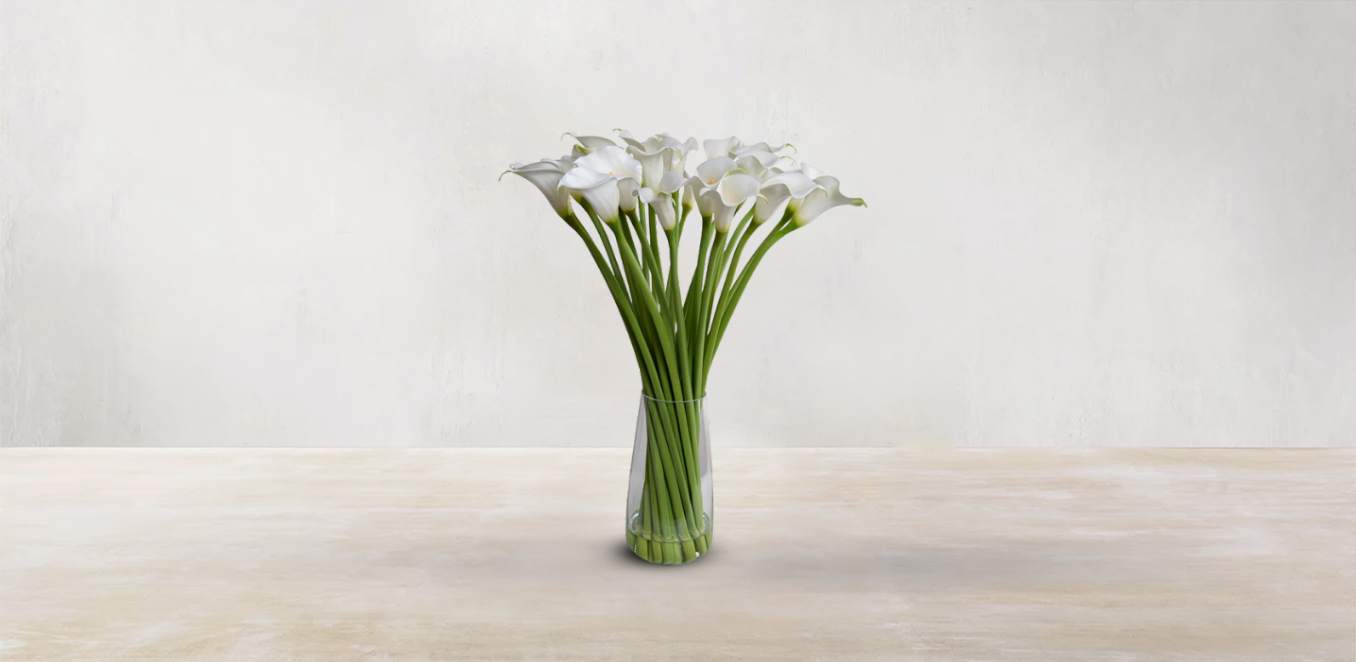 Calla Lily of South Africa