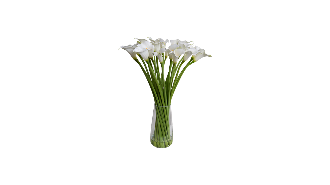 Calla Lily of South Africa