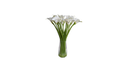 Calla Lily of South Africa