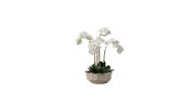Orchid in Anthesis