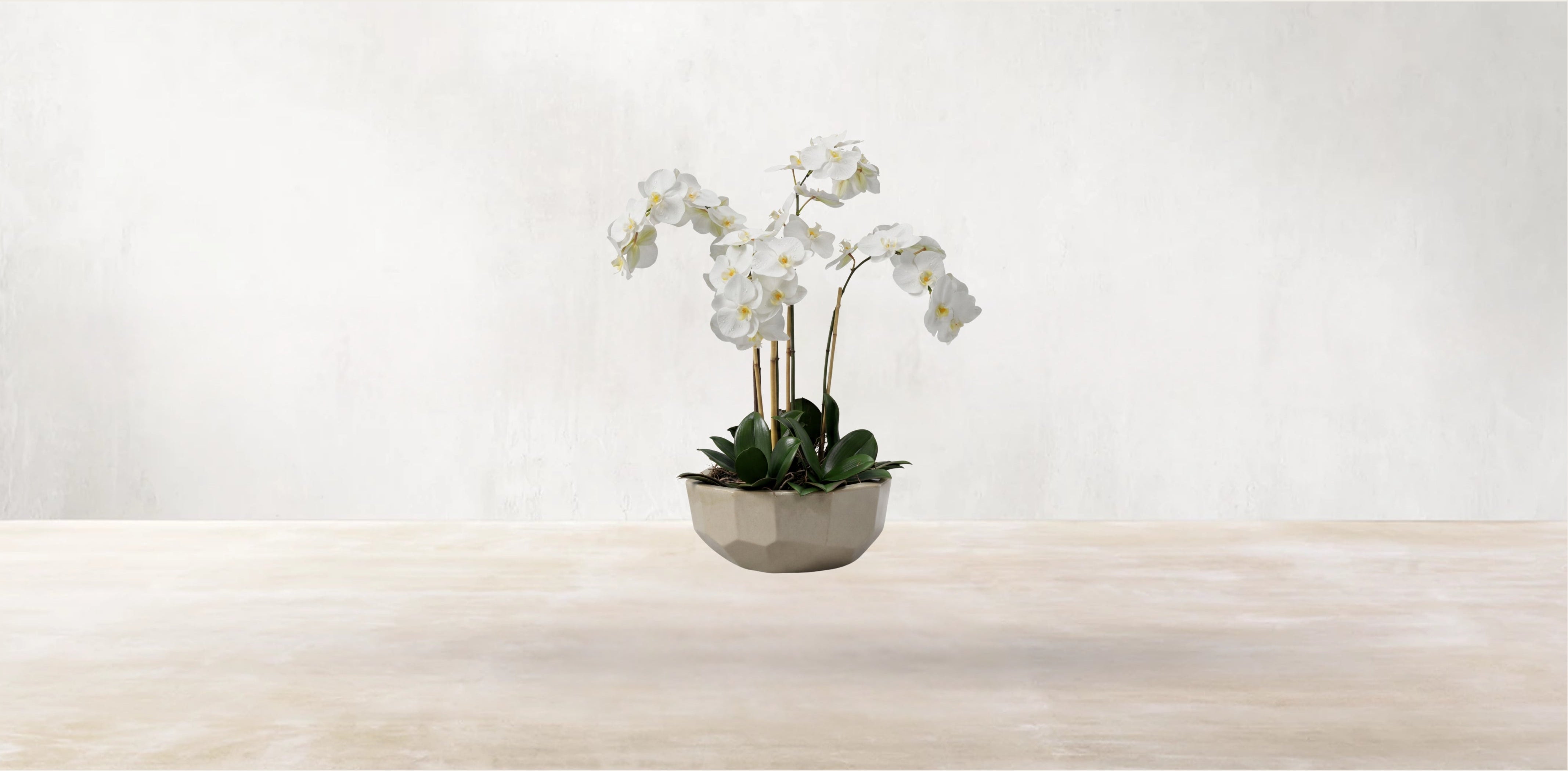 Orchid in Anthesis