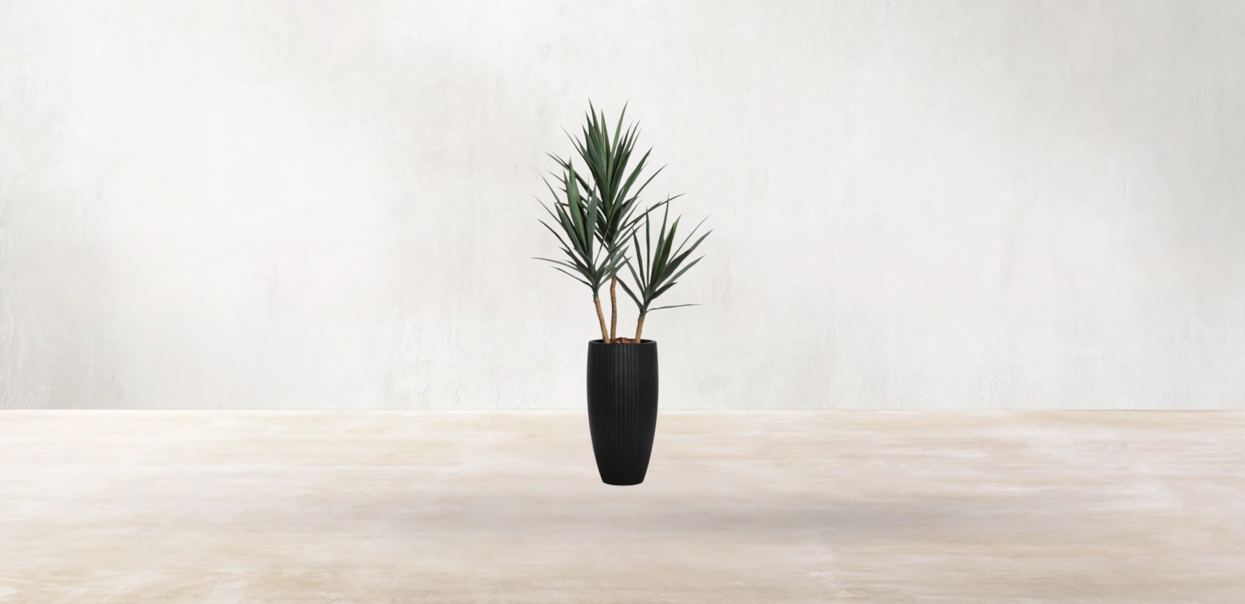Young Yucca