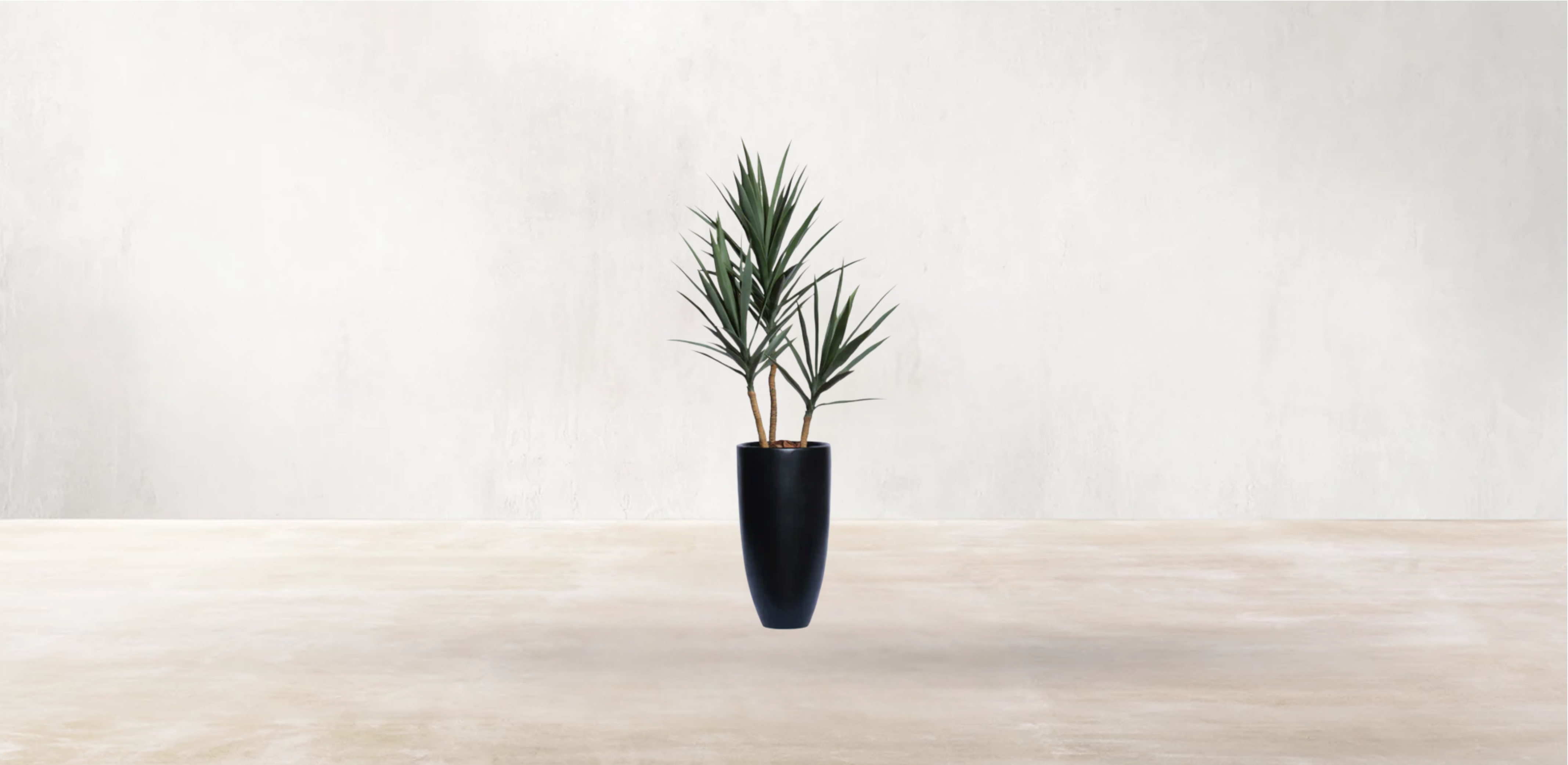 Young Yucca