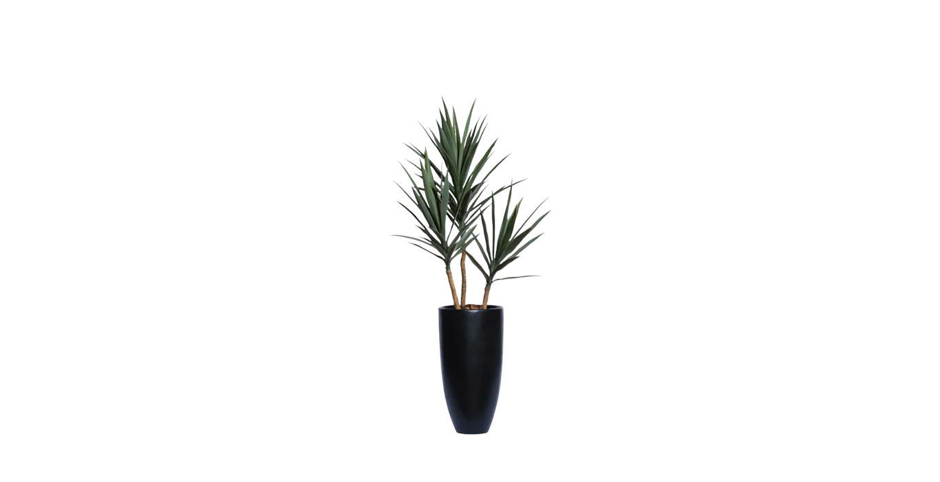 Young Yucca