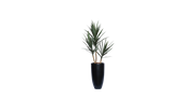 Young Yucca