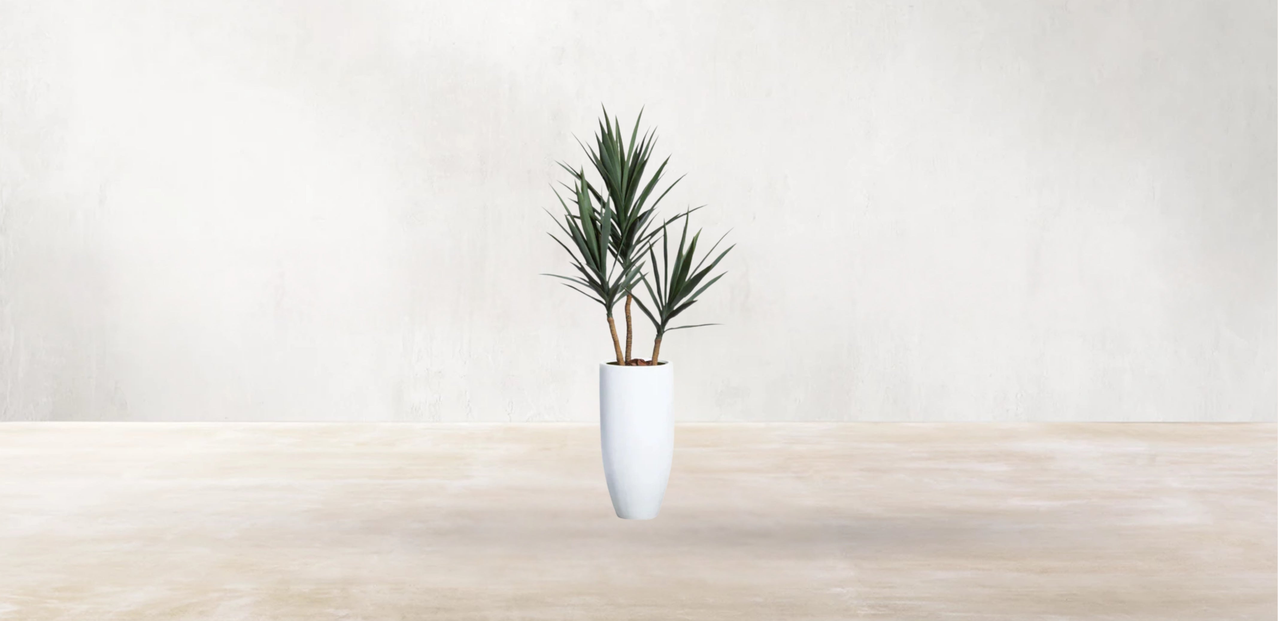 Young Yucca
