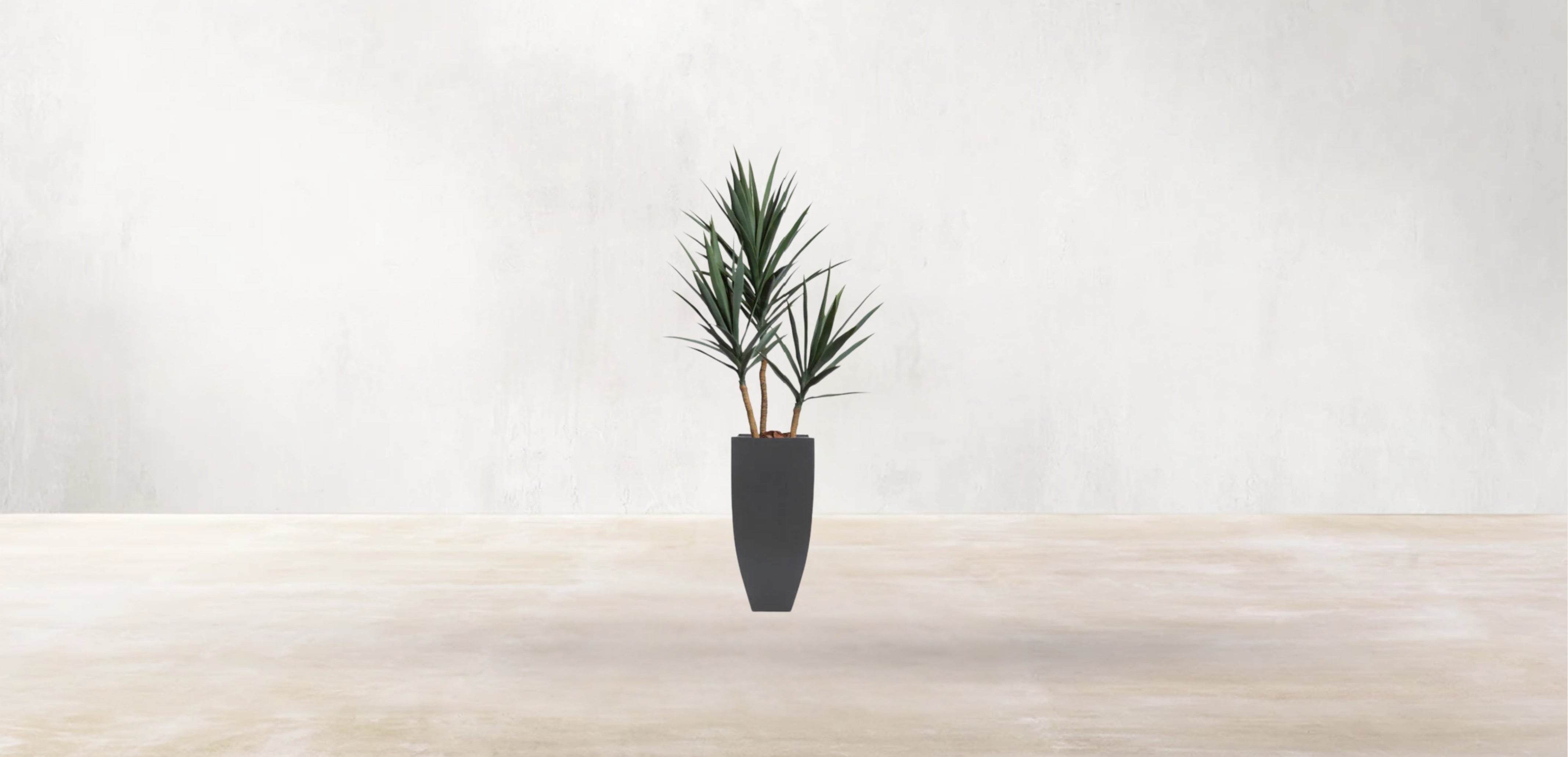 Young Yucca