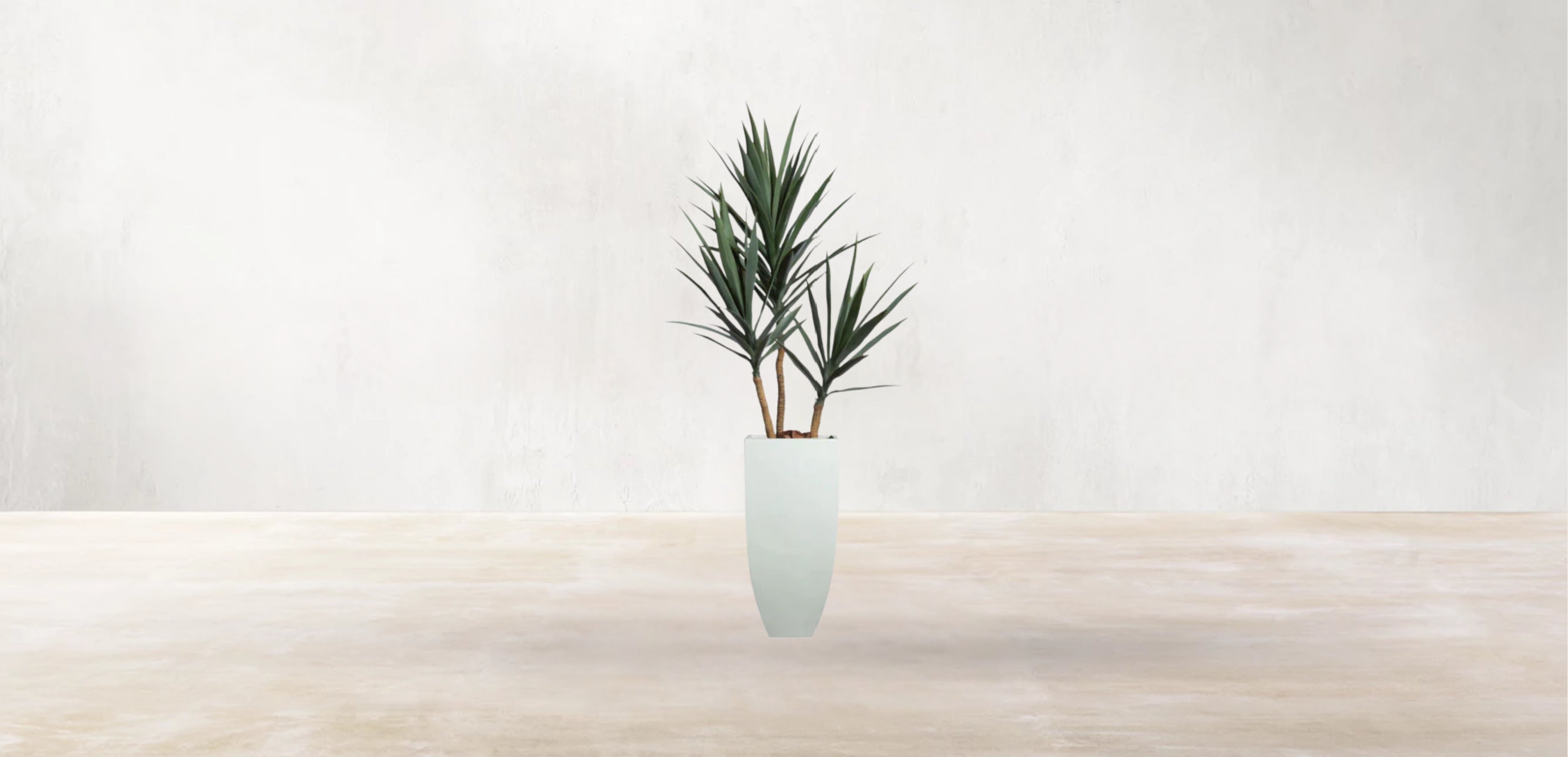 Young Yucca