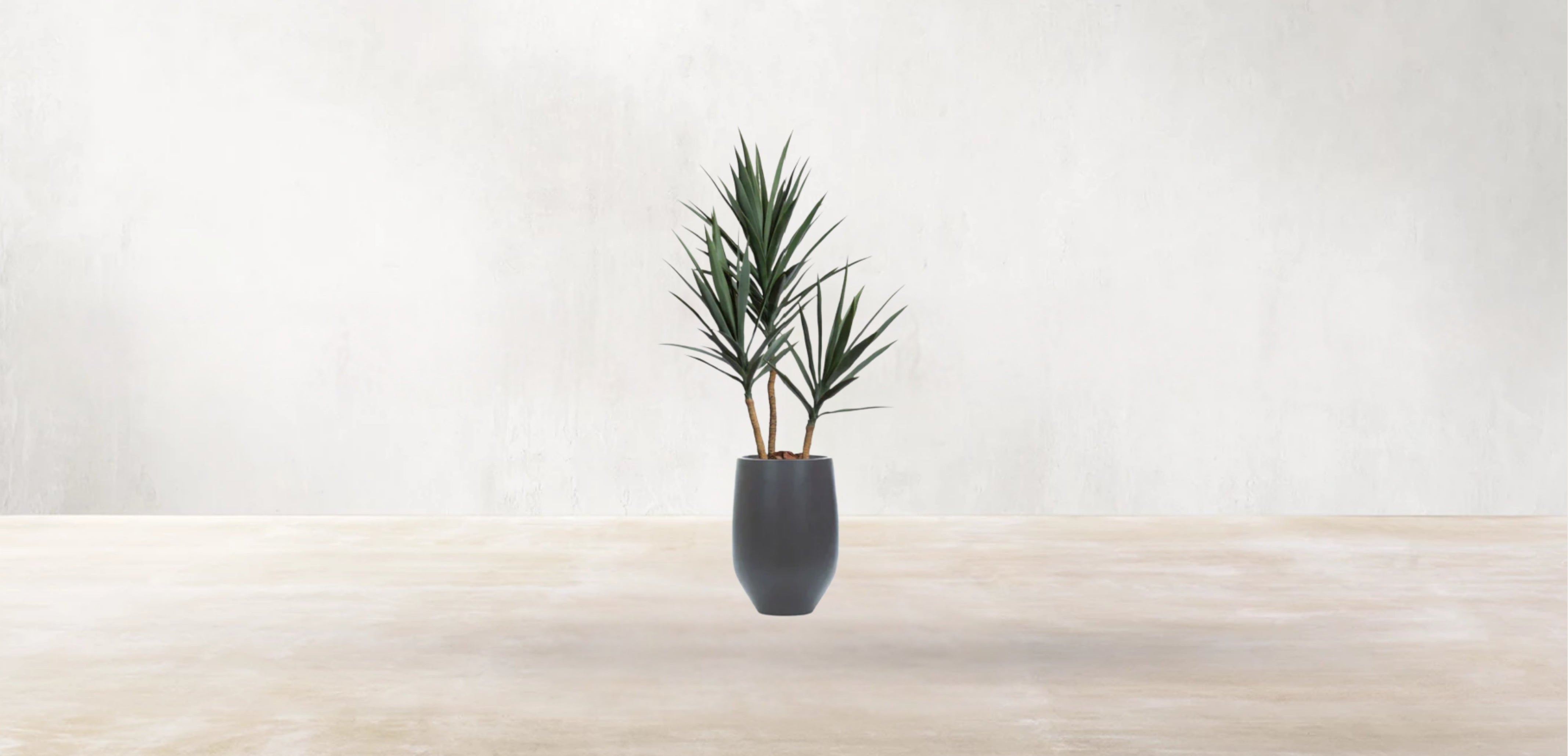 Young Yucca
