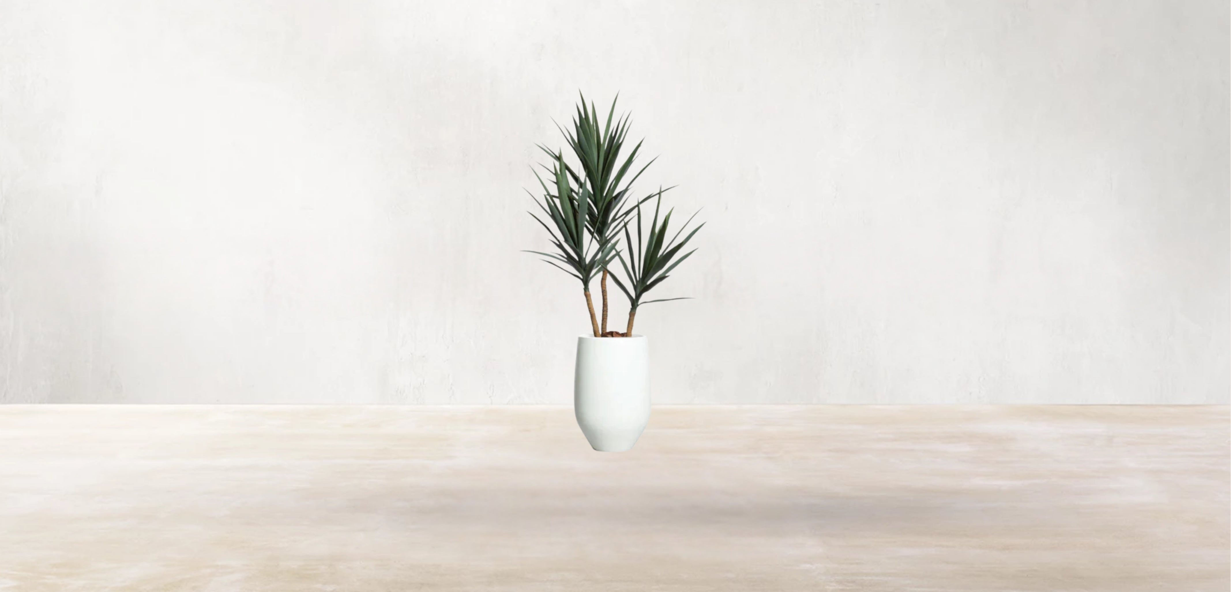 Young Yucca