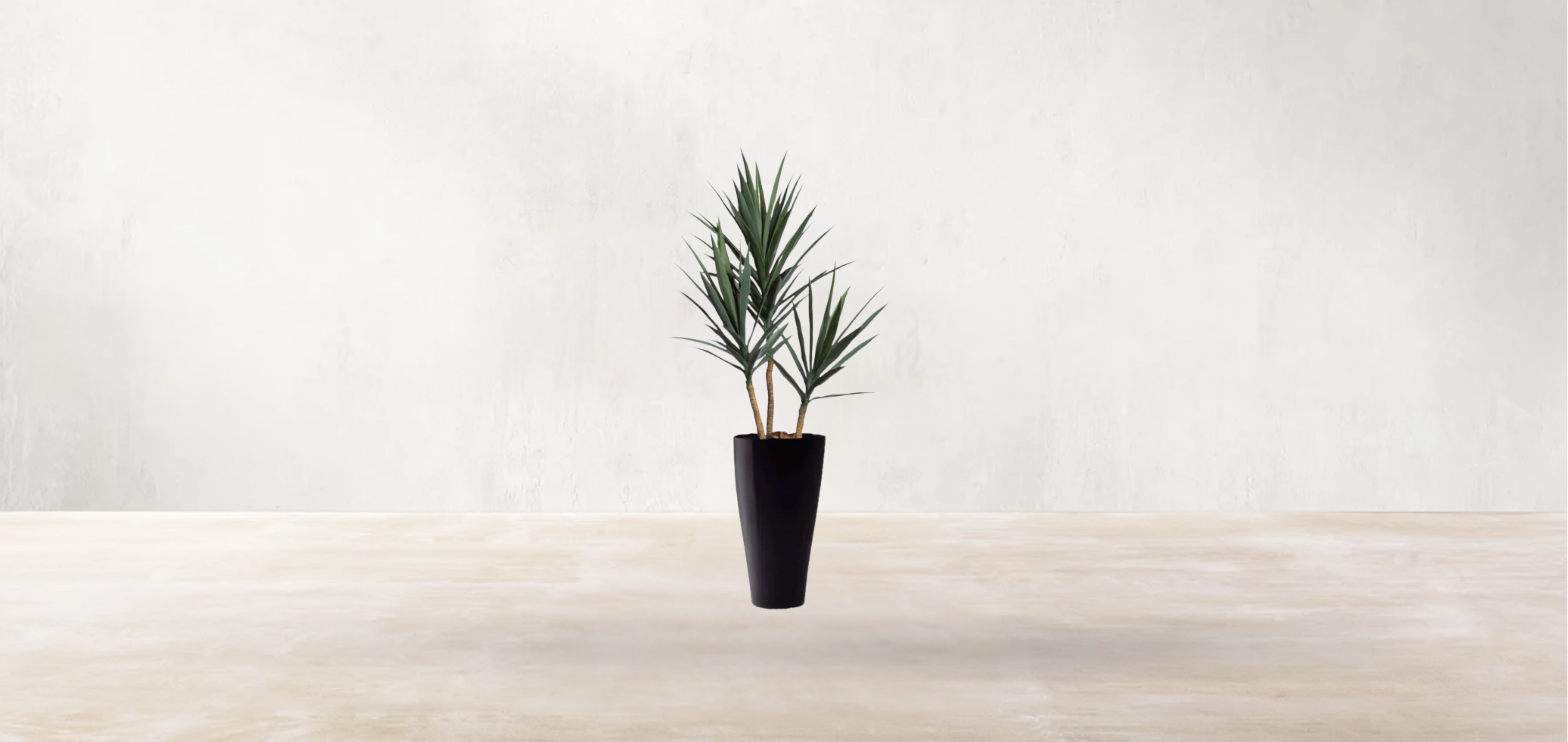 Young Yucca