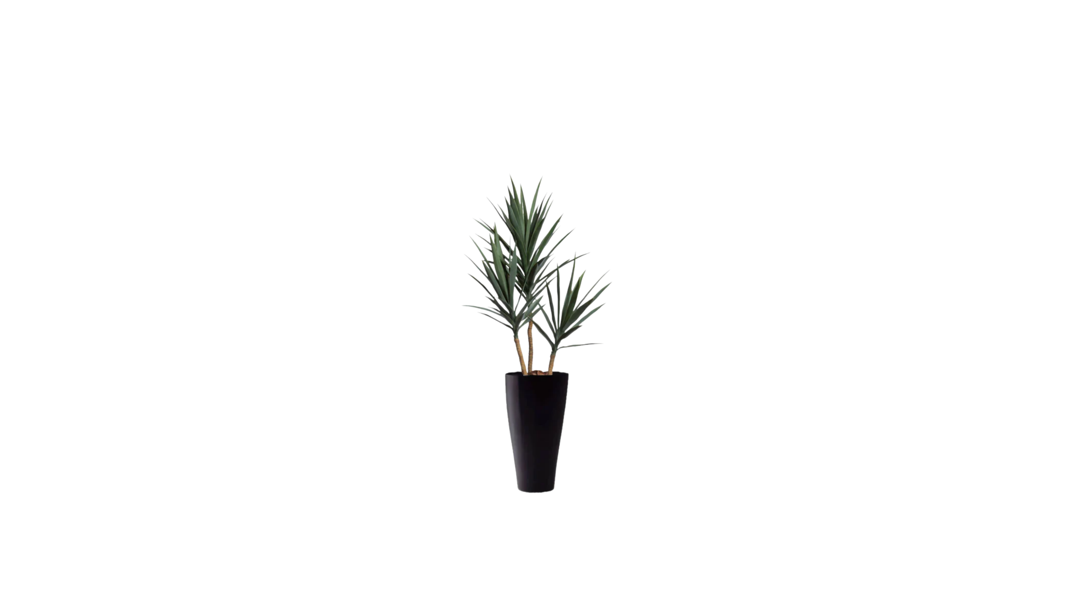 Young Yucca