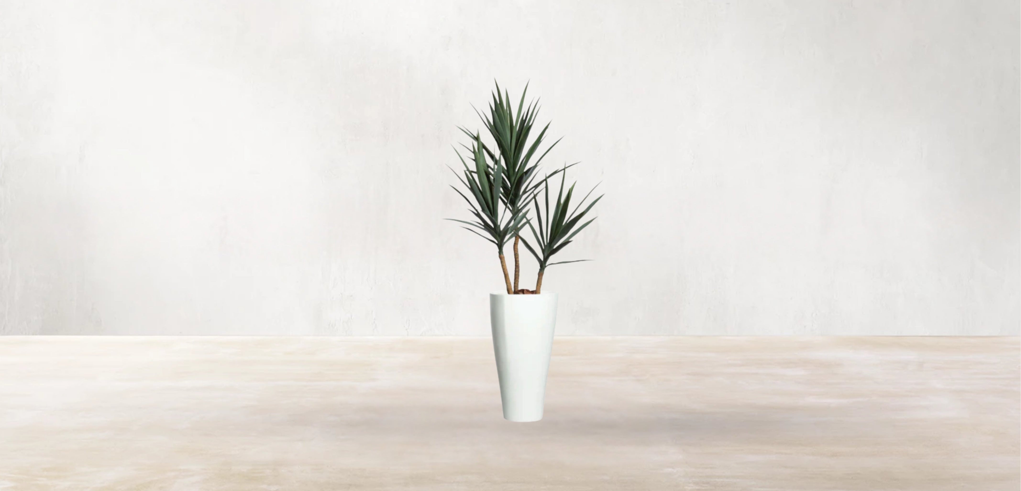 Young Yucca