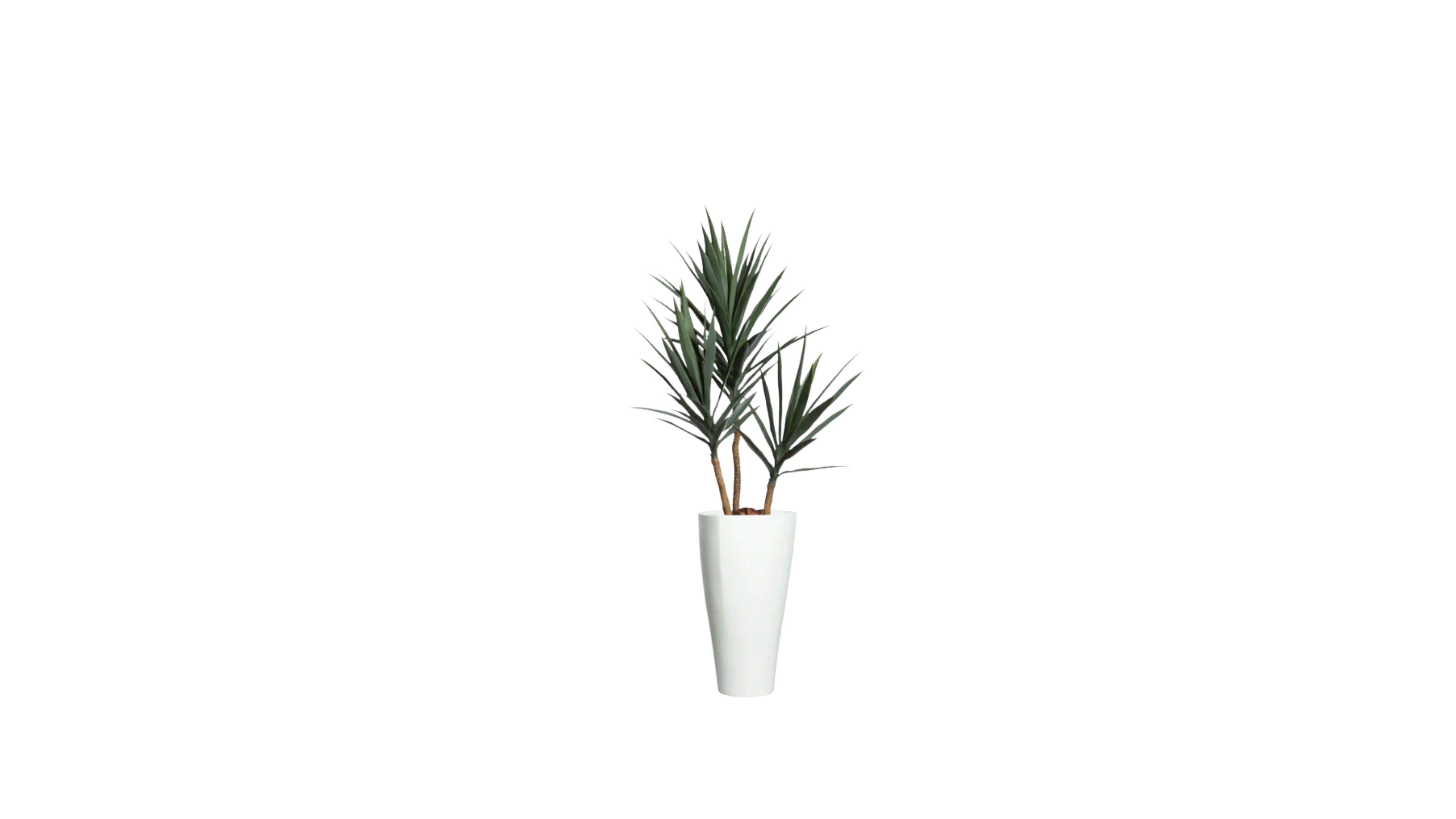 Young Yucca