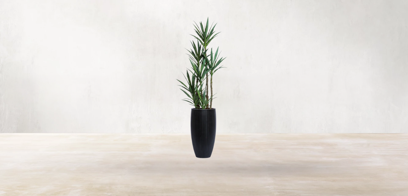 Yucca of North America