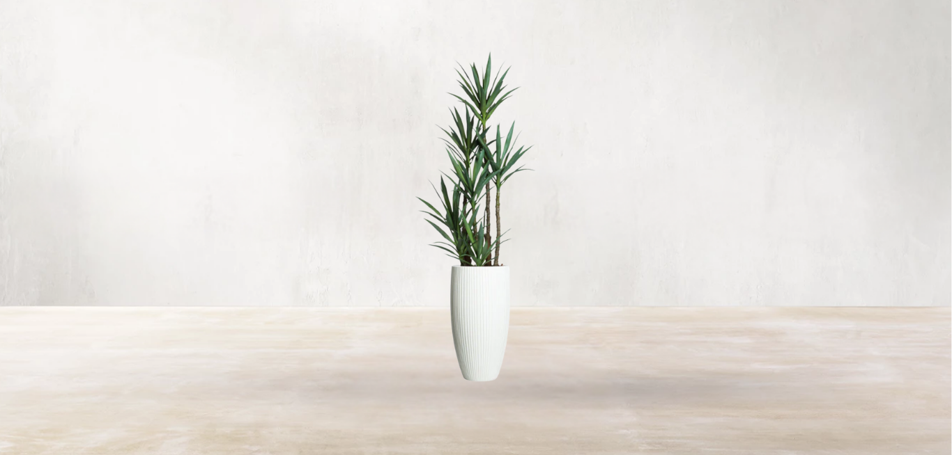 Yucca of North America