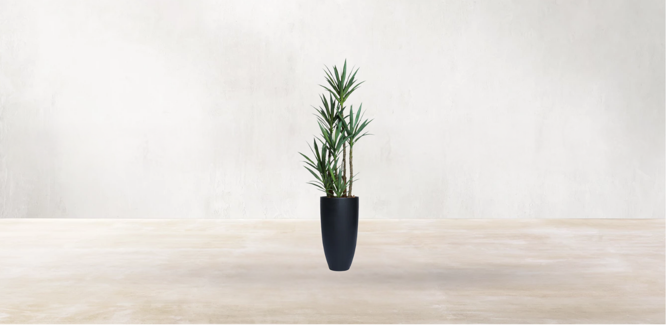 Yucca of North America