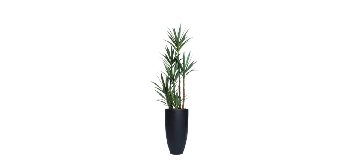 Yucca of North America