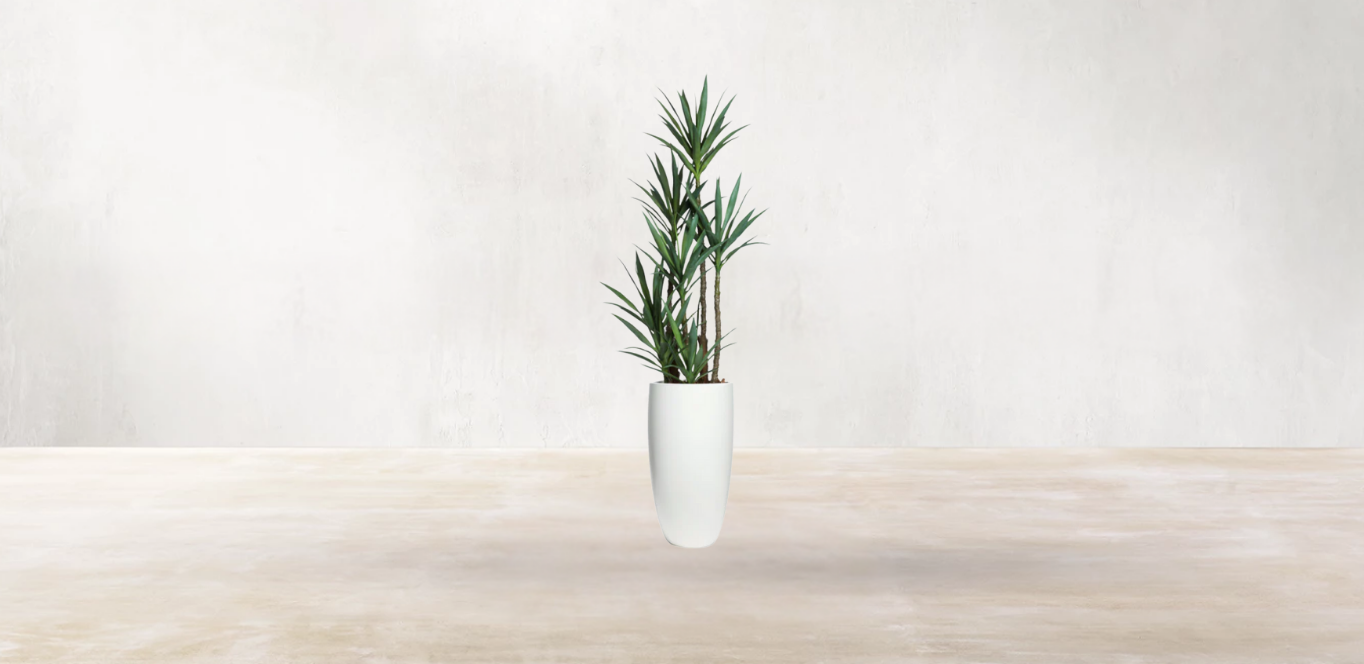 Yucca of North America