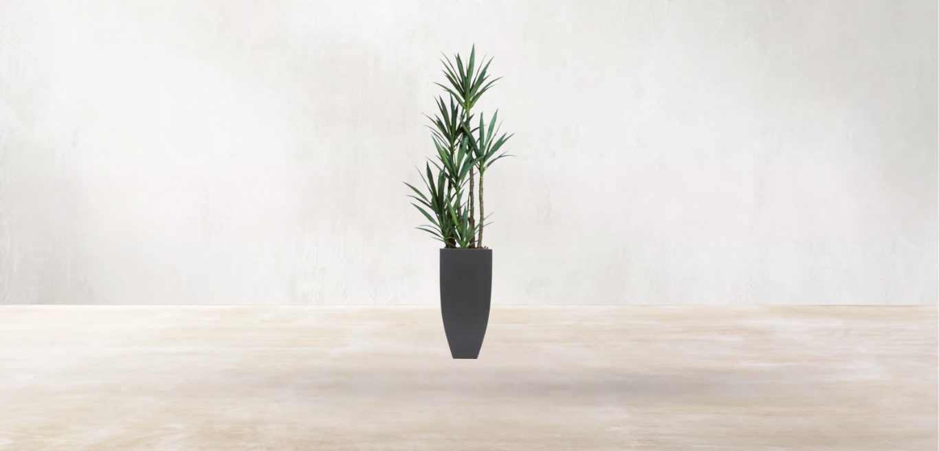 Yucca of North America