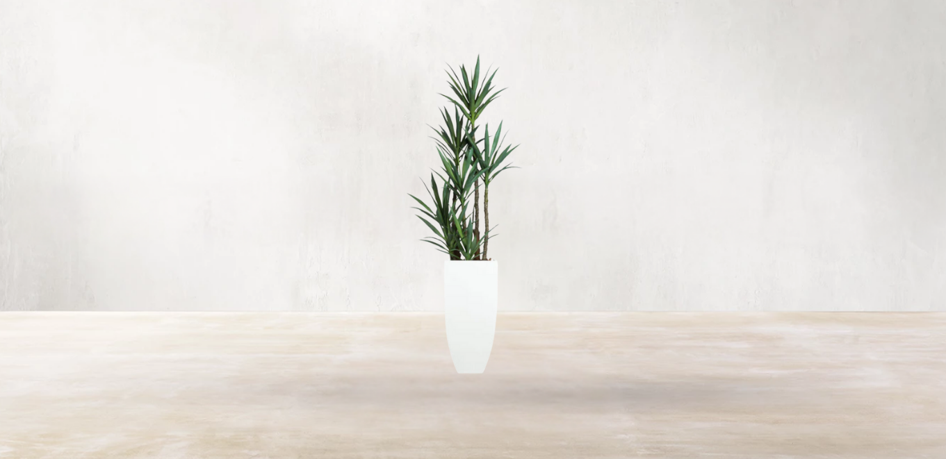 Yucca of North America