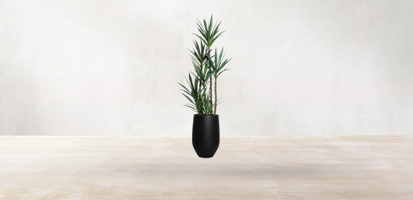 Yucca of North America