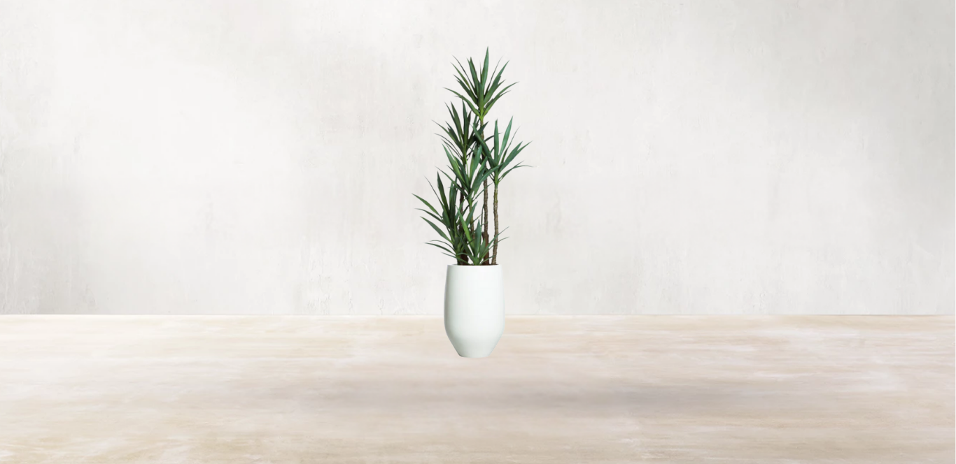 Yucca of North America