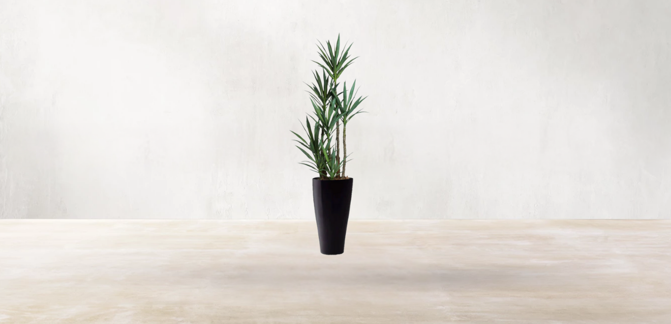 Yucca of North America