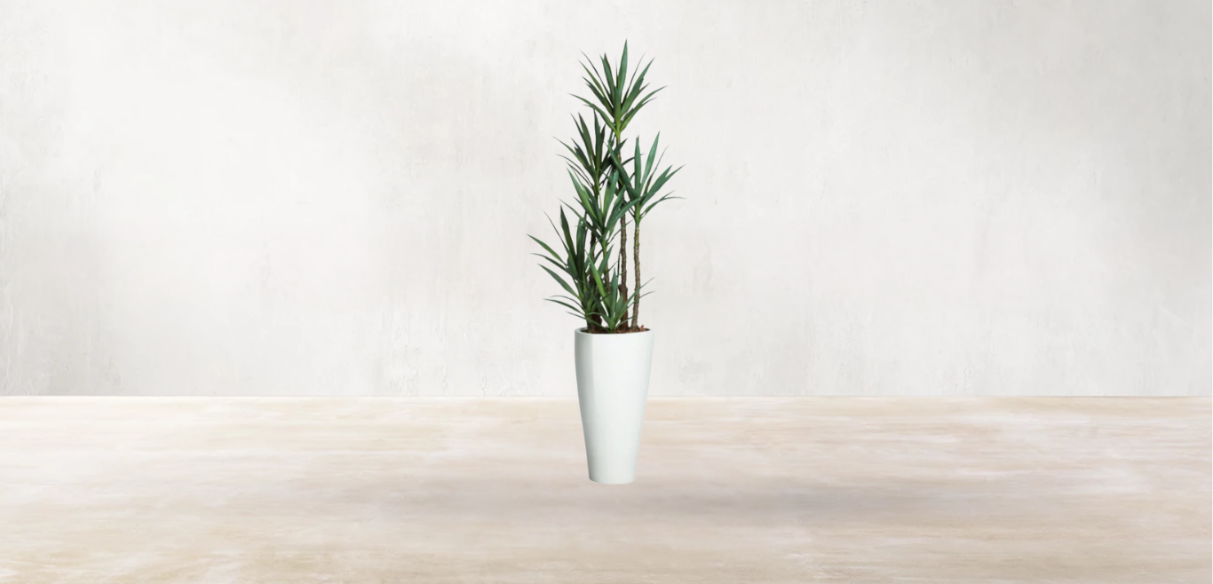 Yucca of North America