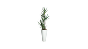 Yucca of North America