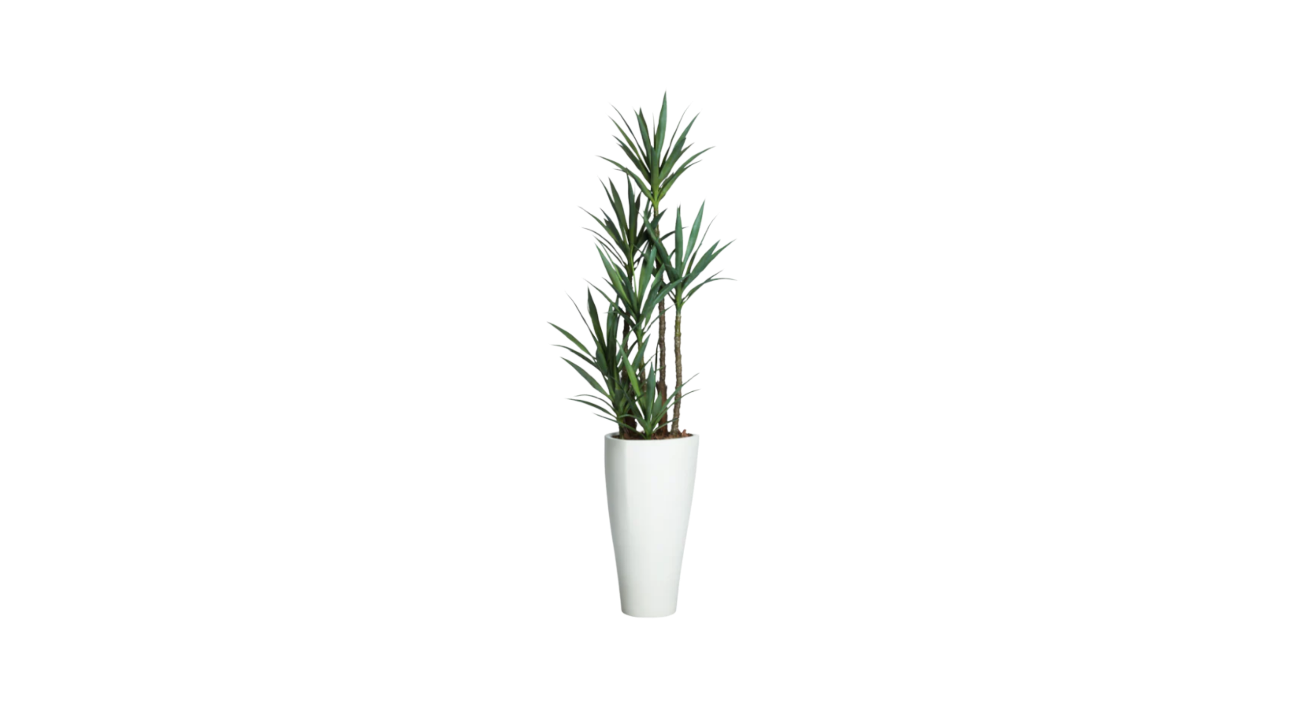 Yucca of North America