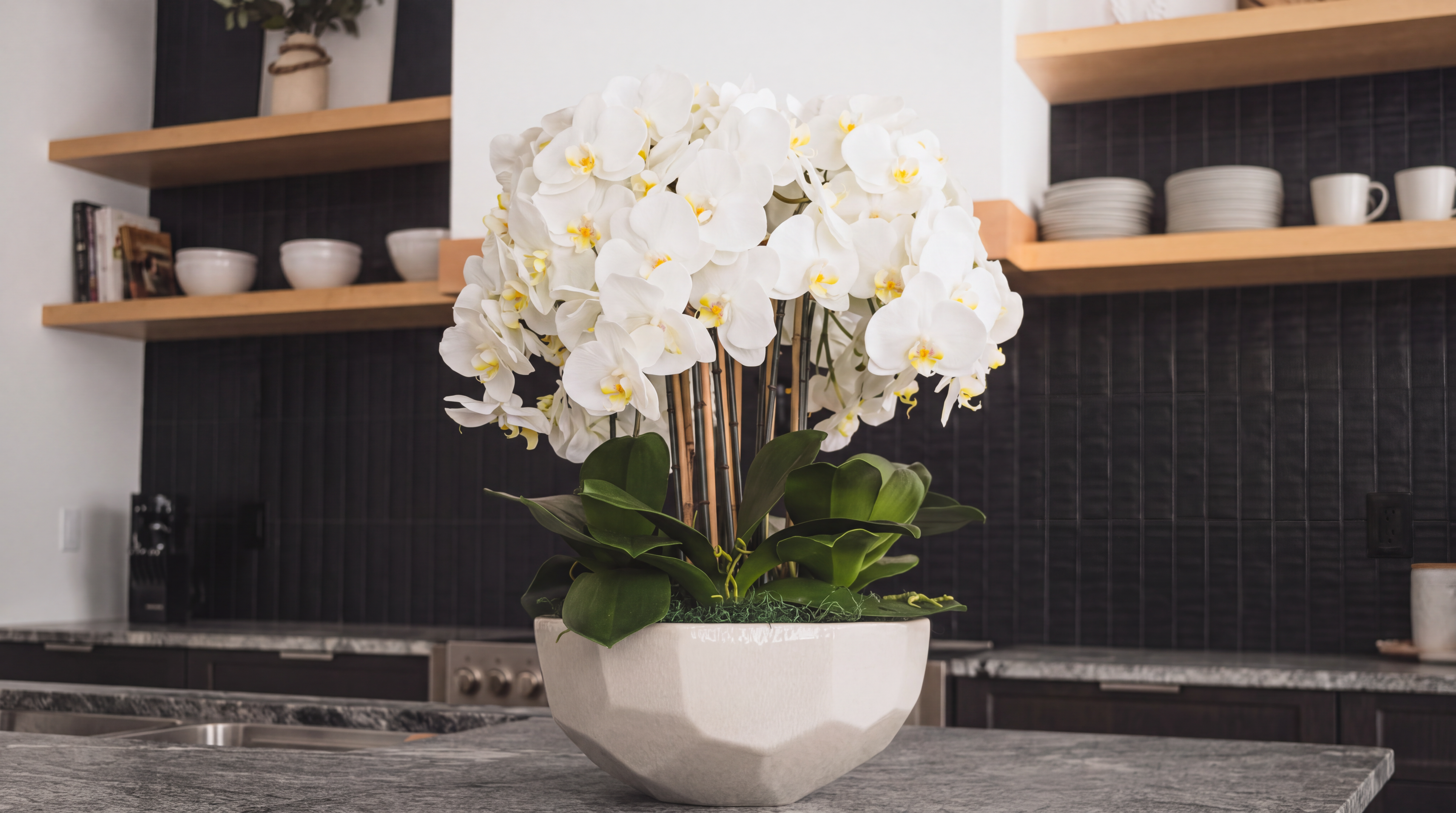 Ivory Orchid in Anthesis